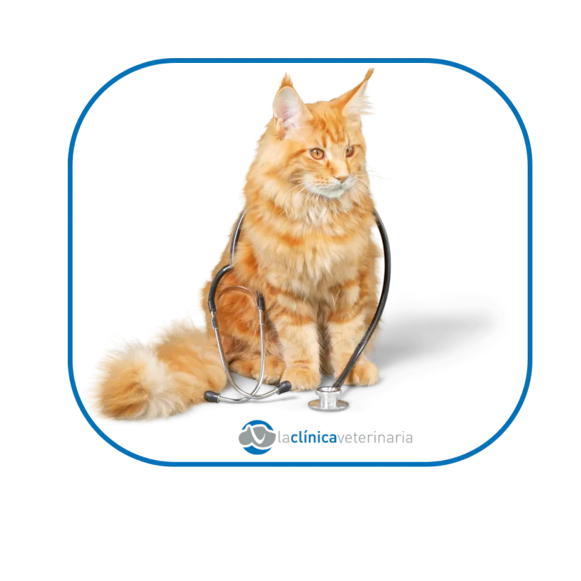 Clínica catfriendly en Moratalaz